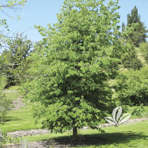 Northern Hackberry