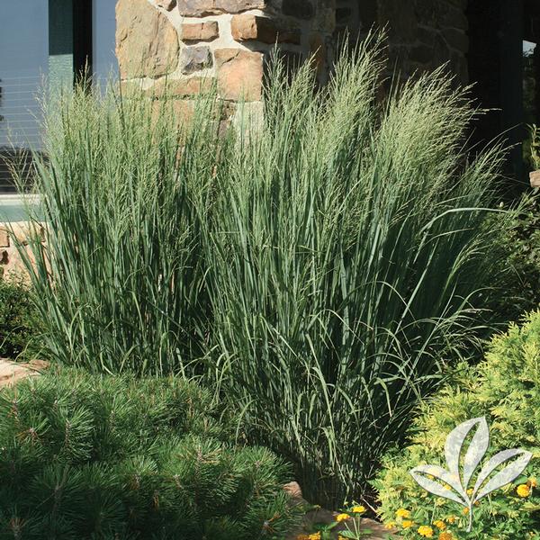 Northwind Switch Grass