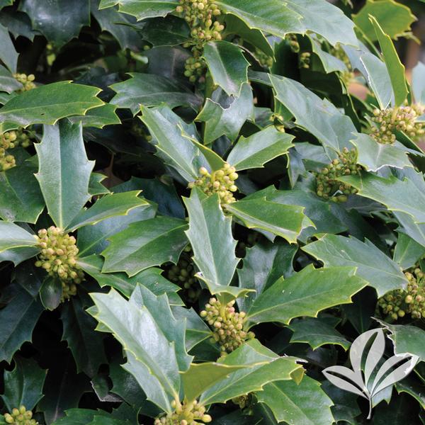 Oakland® Red Holly