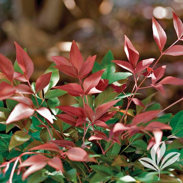 Obsession™ Nandina