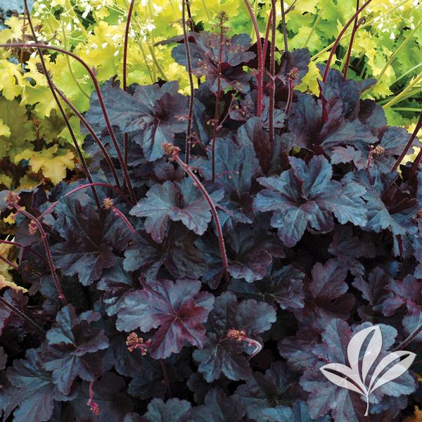 Obsidian Coral Bells