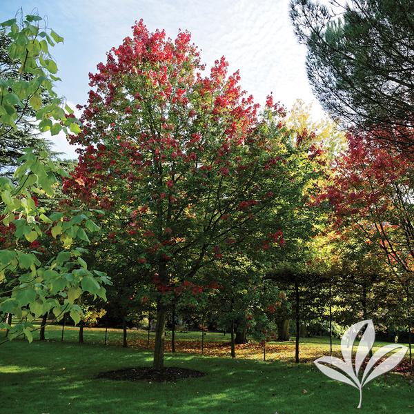 October Glory® Red Maple