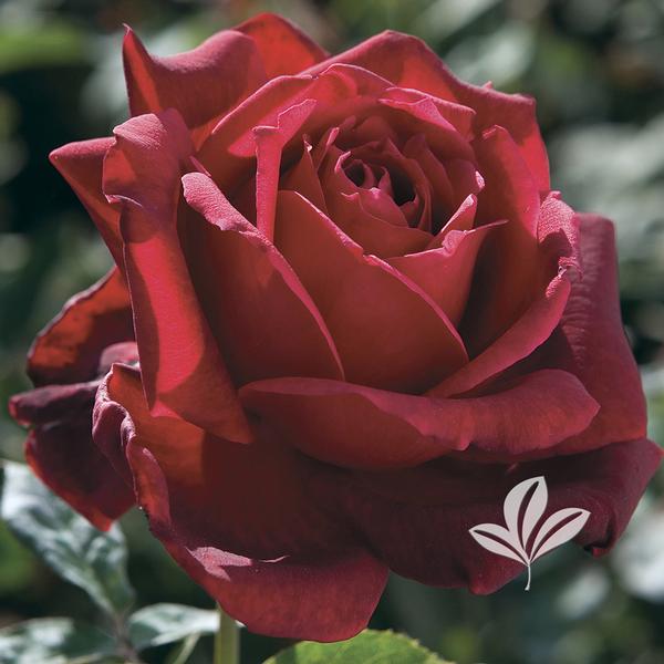 Oklahoma Hybrid Tea Rose