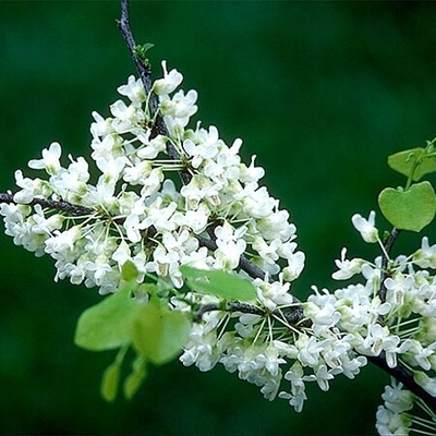 Oklahoma Whitebud