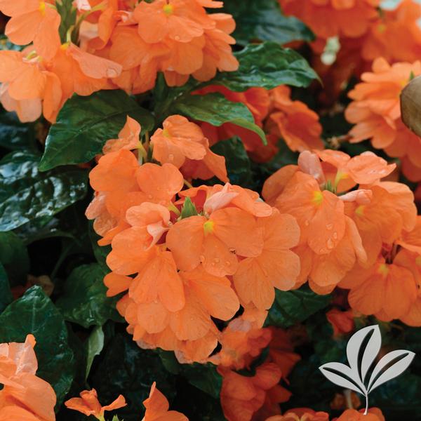 Orange Marmalade Crossandra