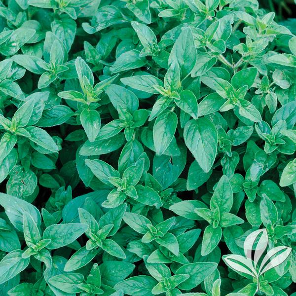 Oregano