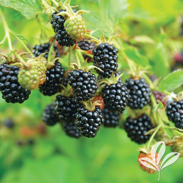 Ouachita Blackberry