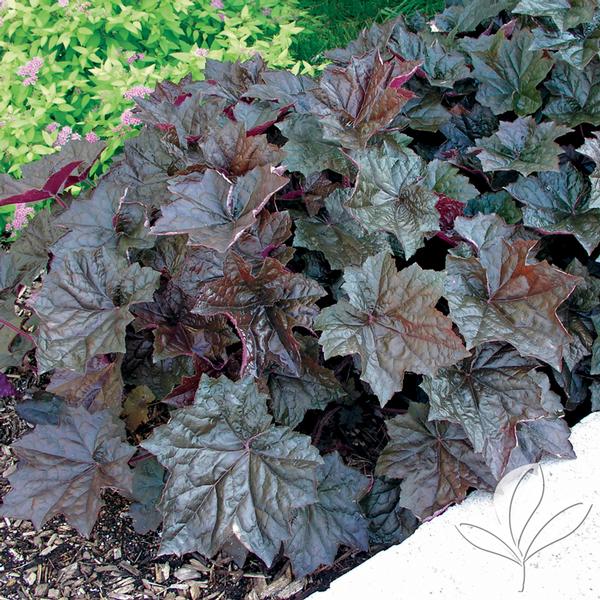 Palace Purple Coral Bells