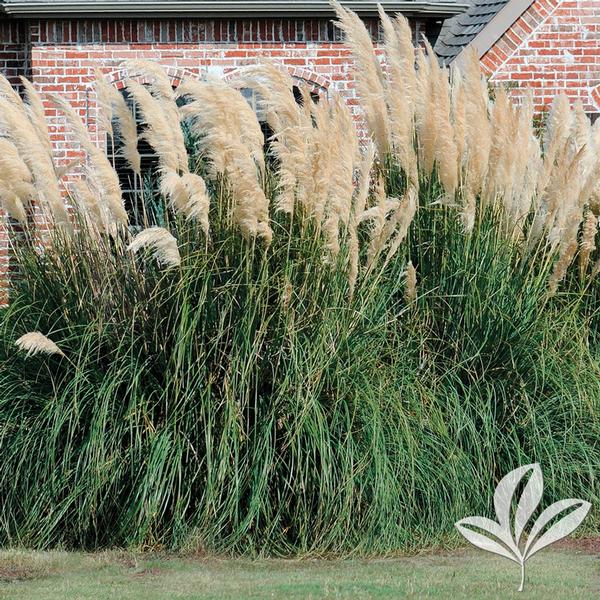 Pampas Grass