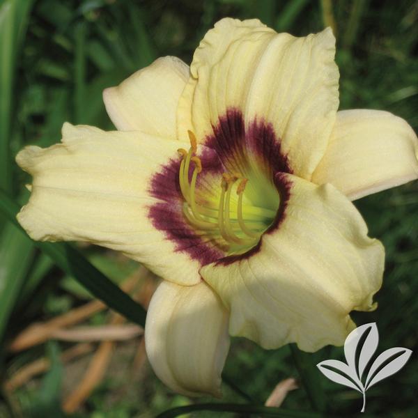 Pandora's Box Daylily