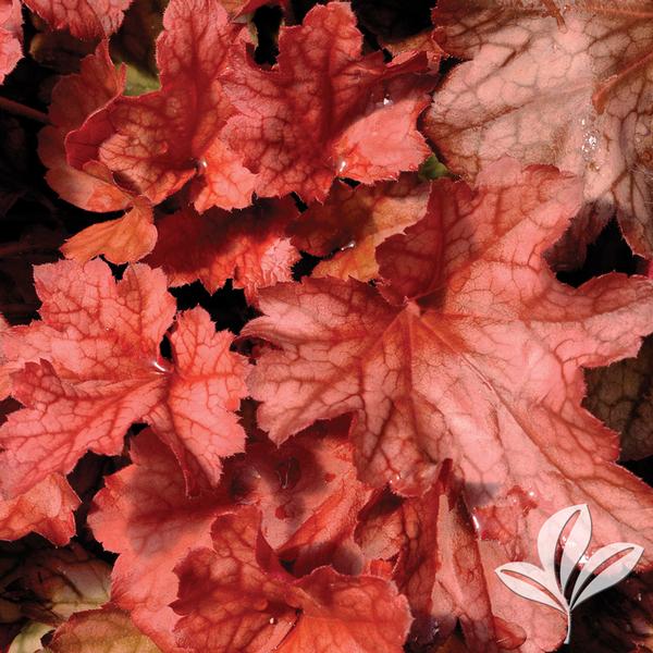 Paprika Coral Bells
