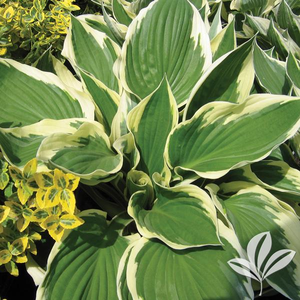 Patriot Hosta