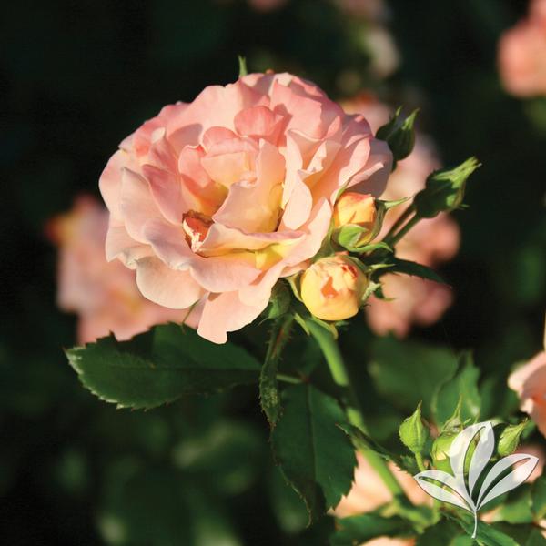 Peach Drift® Rose