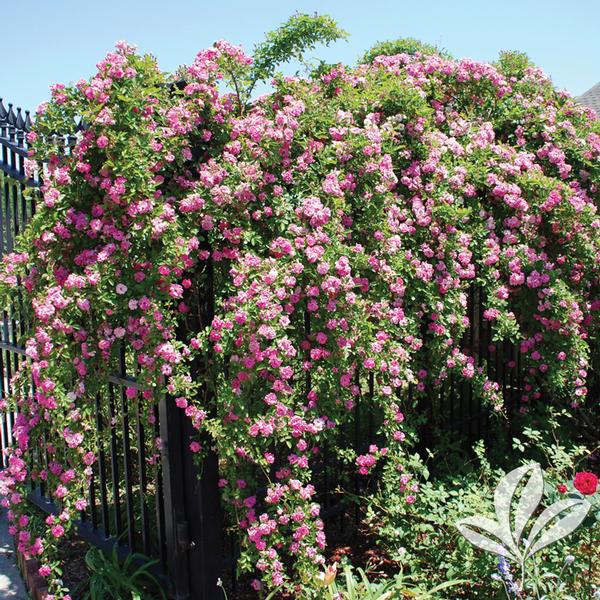 Peggy Martin Climbing Rose