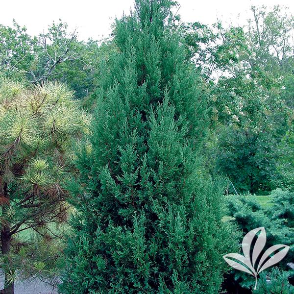Perfecta Juniper