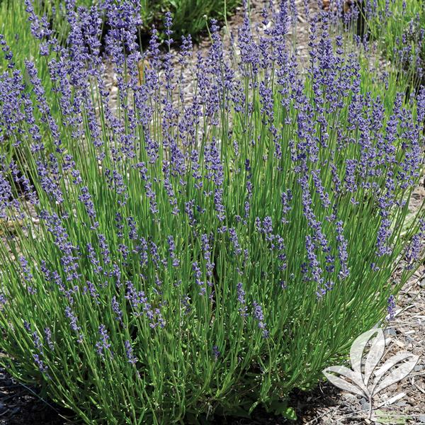 Phenomenal™ Lavender