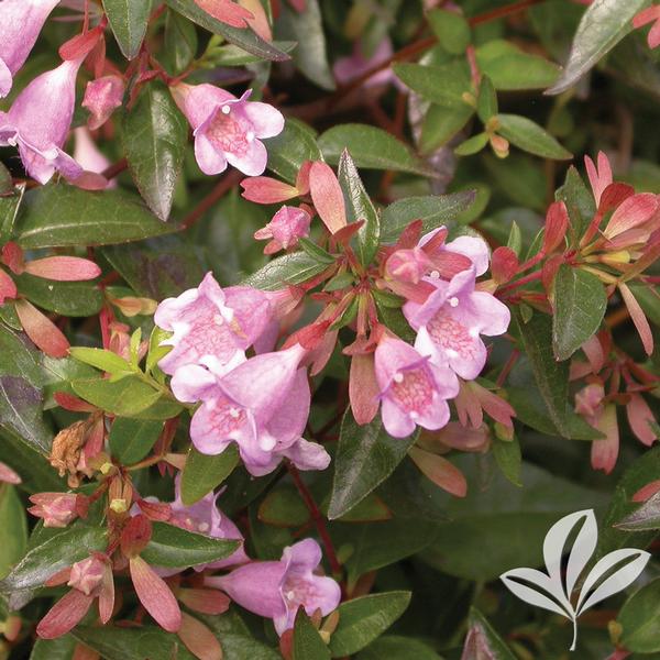 Pink Abelia