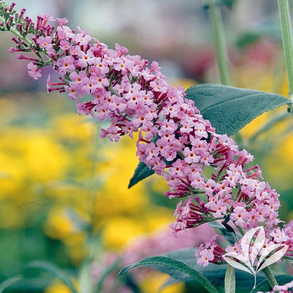Pink Delight Butterfly Bush