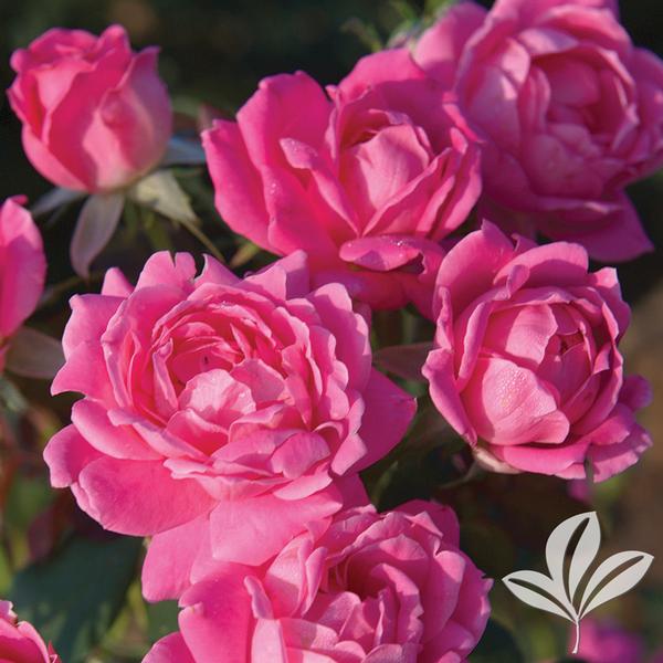 Pink Double Knock Out® Rose