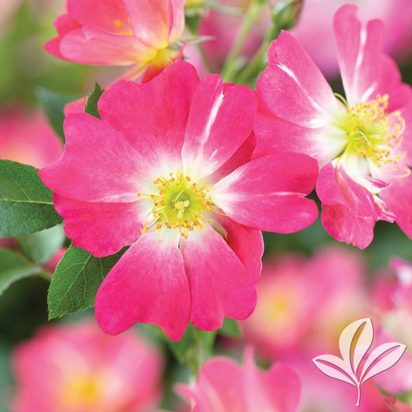 Pink Drift® Rose