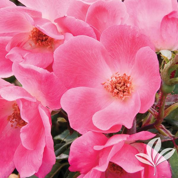 Pink Knock Out® Rose