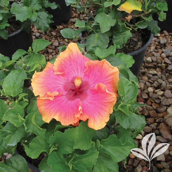 Pink Lemonade Hibiscus