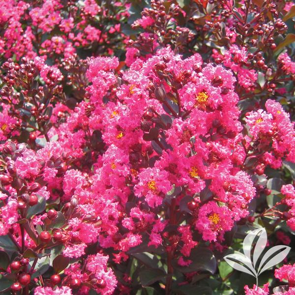 Pink Velour® Crapemyrtle