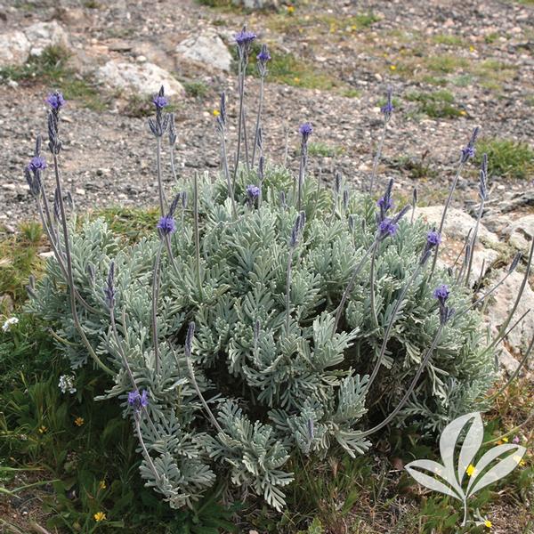 Pinnate Lavender