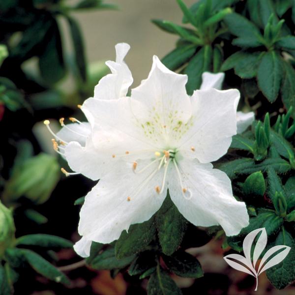 Pleasant Girard Azalea
