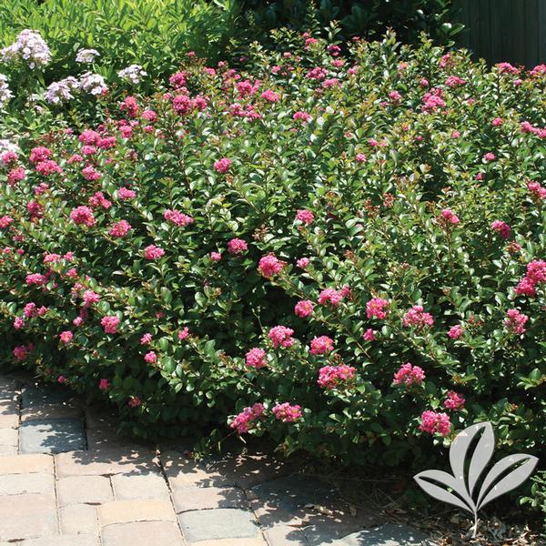 Pocomoke Crapemyrtle