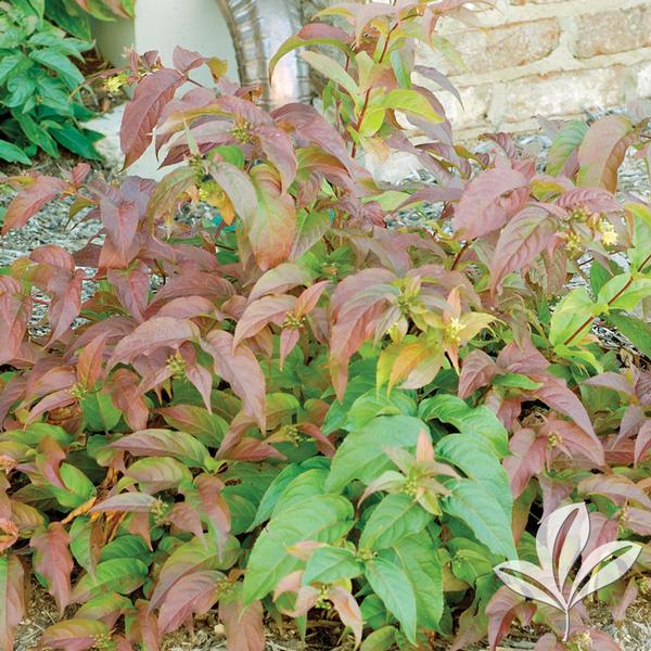 Polar Flare™ Bush Honeysuckle