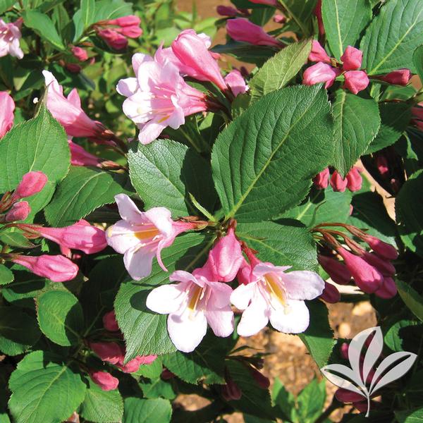 Polka Weigela