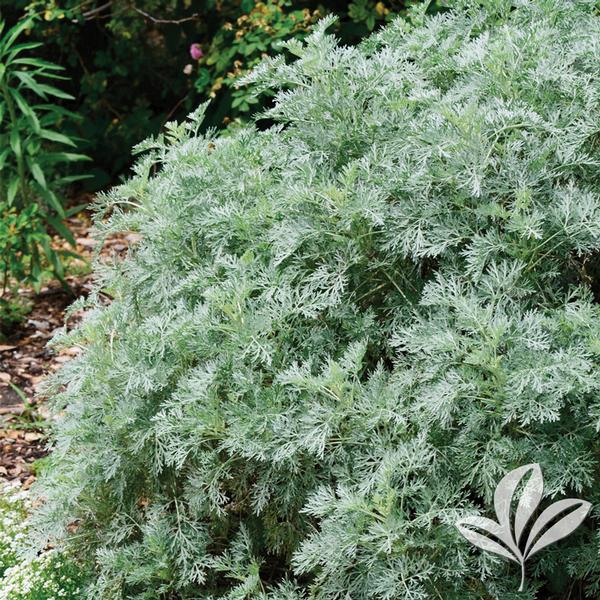 Powis Castle Artemisia