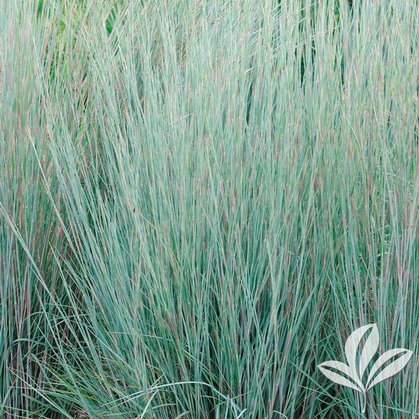 Prairie Blues Little Bluestem