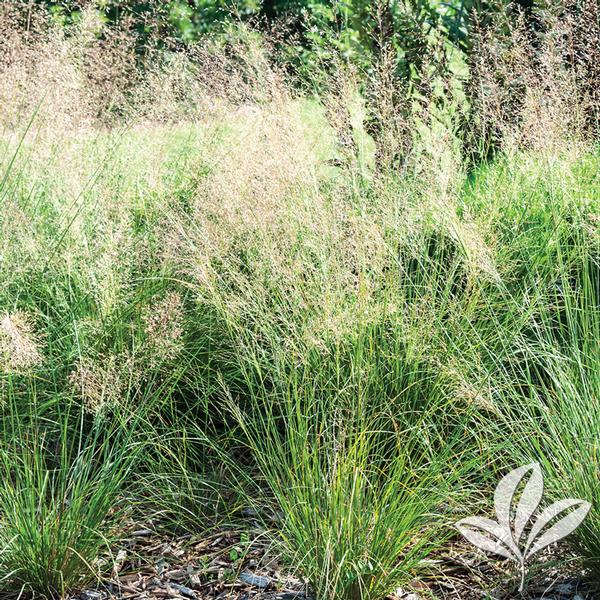 Prairie Dropseed