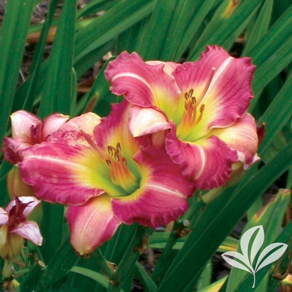 Preppy Pink Daylily