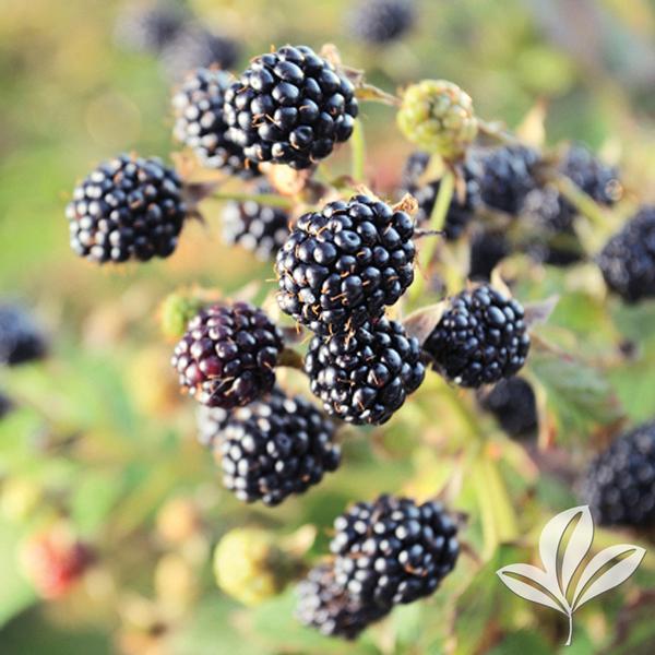 Prime-Ark® 45 Blackberry