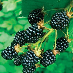 Prime-Ark® Freedom Blackberry