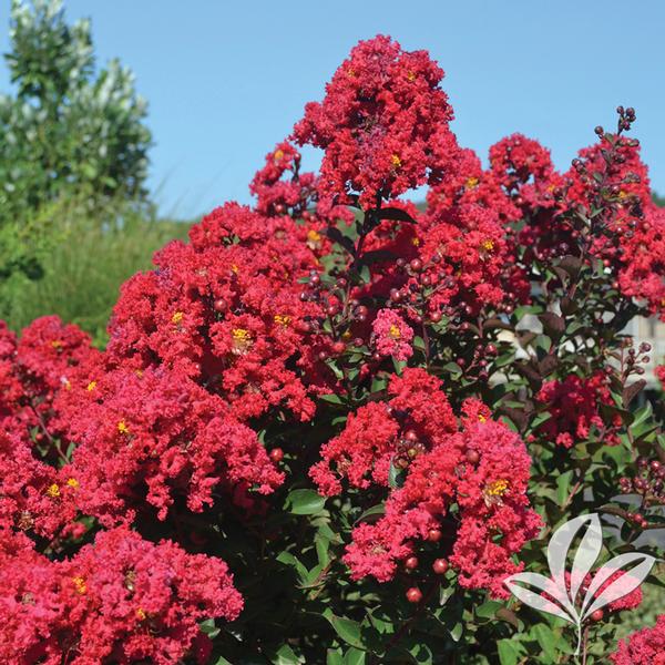 Princess Holly Ann™ Crapemyrtle