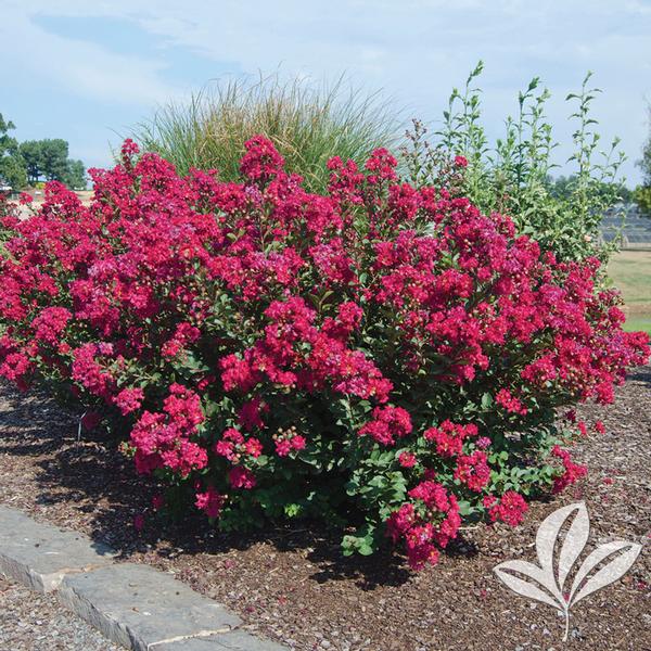 Princess Kylie™ Crapemyrtle
