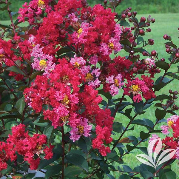 Princess Zoey™ Crapemyrtle