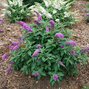 Pugster Periwinkle® Butterfly Bush