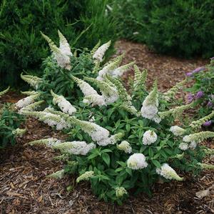 Pugster White® Butterfly Bush