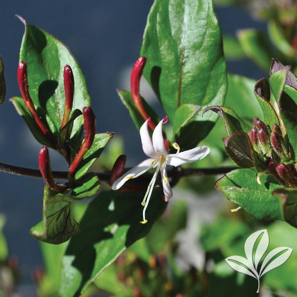 Purple Leaf Honeysuckle
