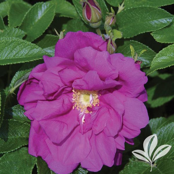 Purple Pavement Shrub Rose