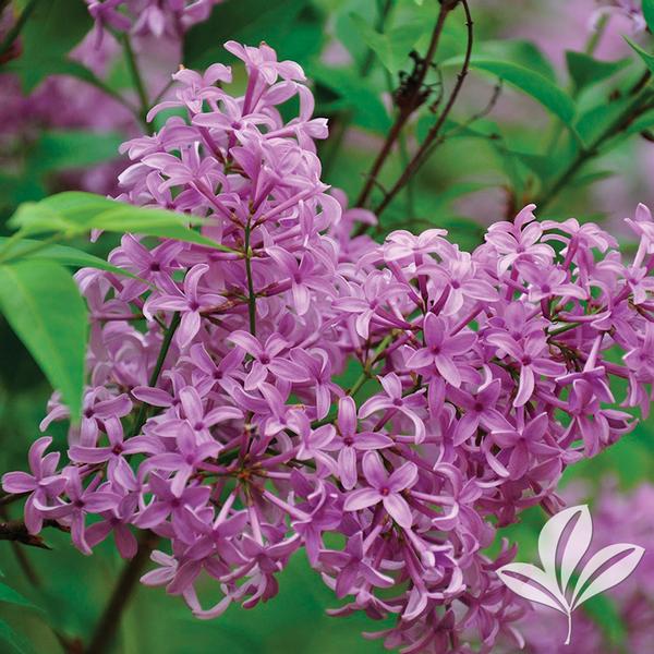 Purple Persian Lilac