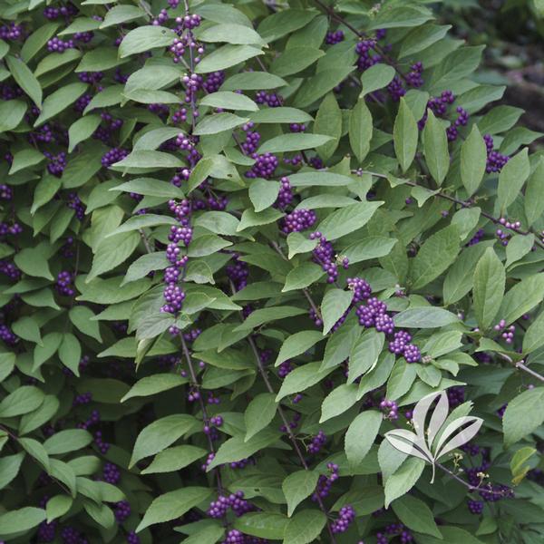 Purple Pride Beautyberry
