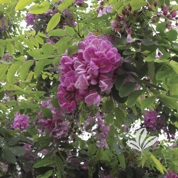 Purple Robe Black Locust