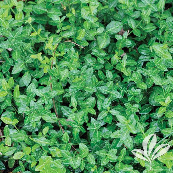 Purpleleaf Wintercreeper