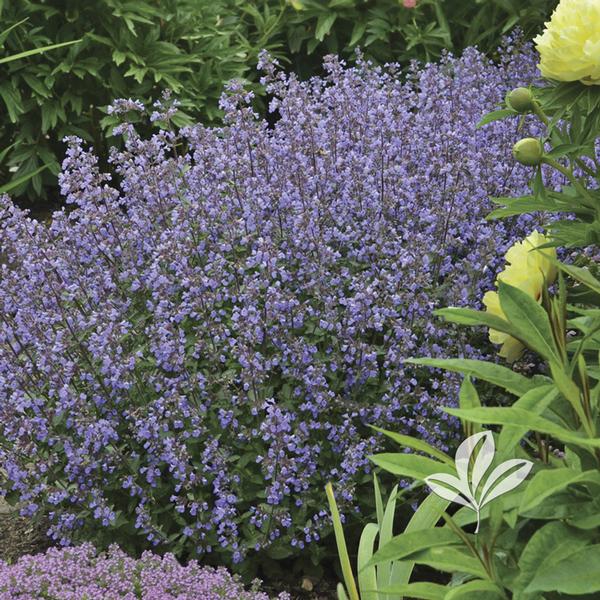 Purrsian Blue Catmint